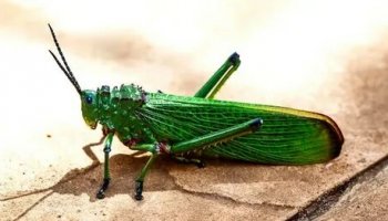 Звуки кузнечика