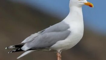 Звуки чайки