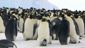 Звуки пингвина