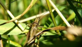 Звуки стрекотания