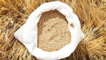 Звуки зерна