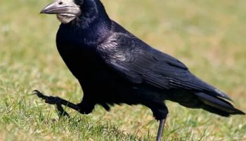 Звуки грачей