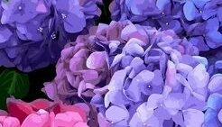 Звуки цветов