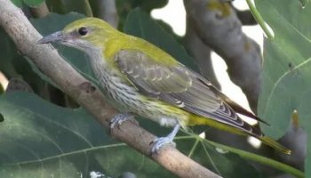 Звуки иволги