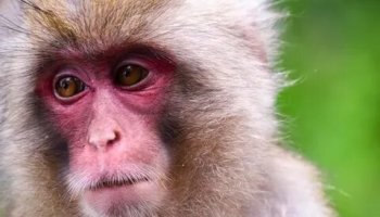 Звуки макаки