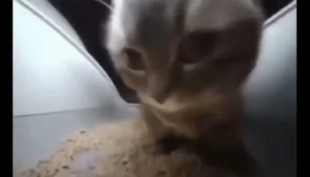 Звуки чипи чапа