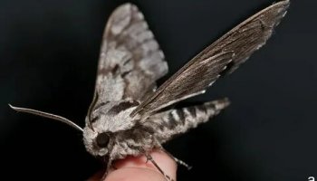 Звуки мотылька