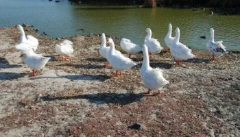 Звуки гусей