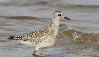 Звуки кулика