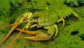 Звуки рака, краба