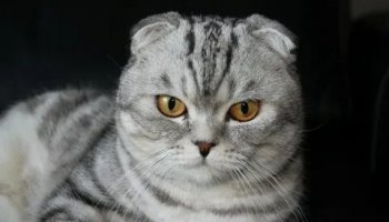 Звуки кошек