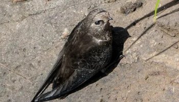 Звуки стрижа