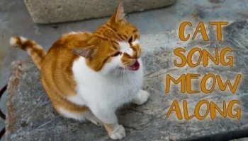 Звуки маяка