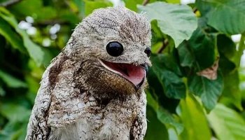 Звуки козодоя