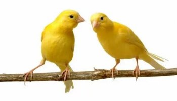 Звуки канарейки