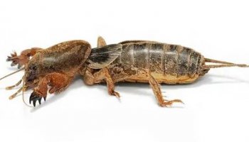 Звуки медведки