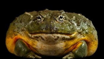 Звуки лягушки-быка