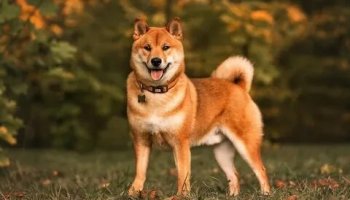 Звуки собак, лая, рычания