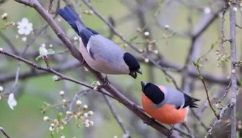 Звуки снегиря