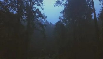 Звуки ночного леса