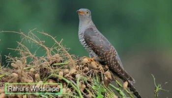 Звуки кукушки