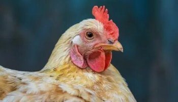 Звуки курицы