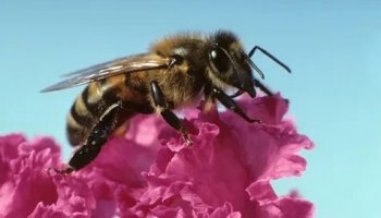 Звуки жужжания