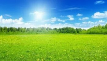 Звуки летнего луга