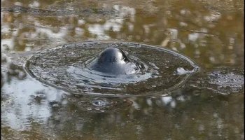 Звуки бульканья