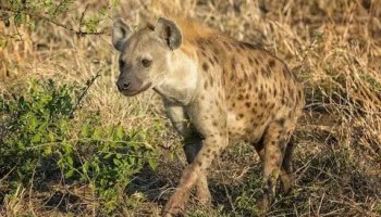 Звуки гиены