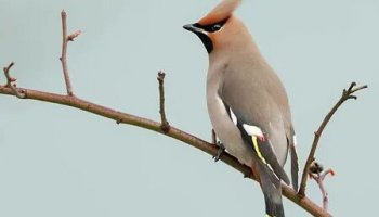 Звуки свиристели