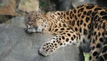 Звуки леопарда