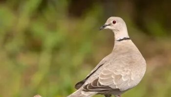 Звуки горлицы