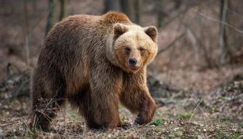 Звуки медведя