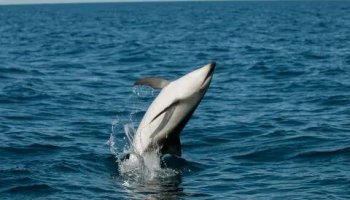 Звуки дельфинов
