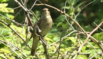 Звуки пения соловья