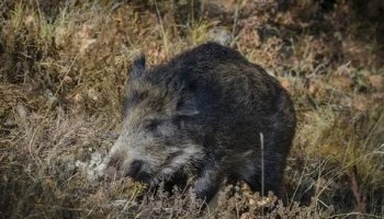 Звуки дикого кабана