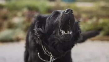 Звуки лая собак