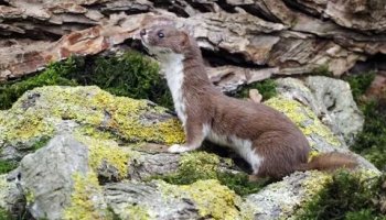 Звуки ласки