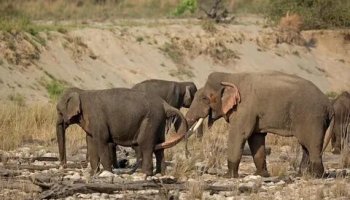 Звуки слона