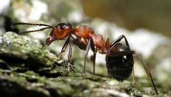 Звуки муравьев