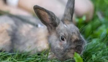 Звуки кролика