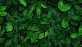 Звуки листьев