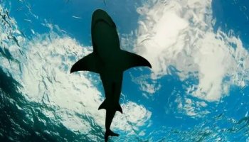 Звуки акулы