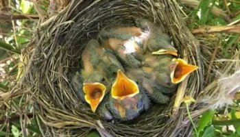 Звуки птенцов