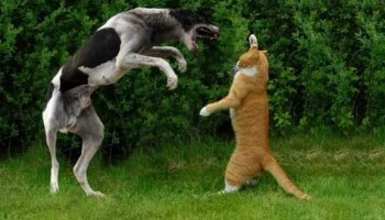 Звуки драки кошки и собаки