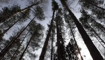 Звуки скрипа дерева