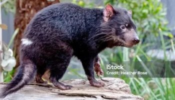 Звуки тасманийского дьявола