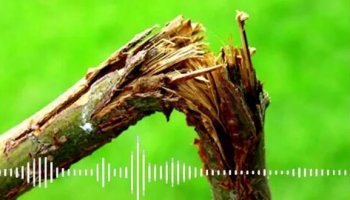 Звуки хруста веток