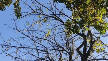 Звуки шелеста листьев